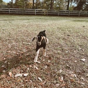 Meet your Posher, Zoey